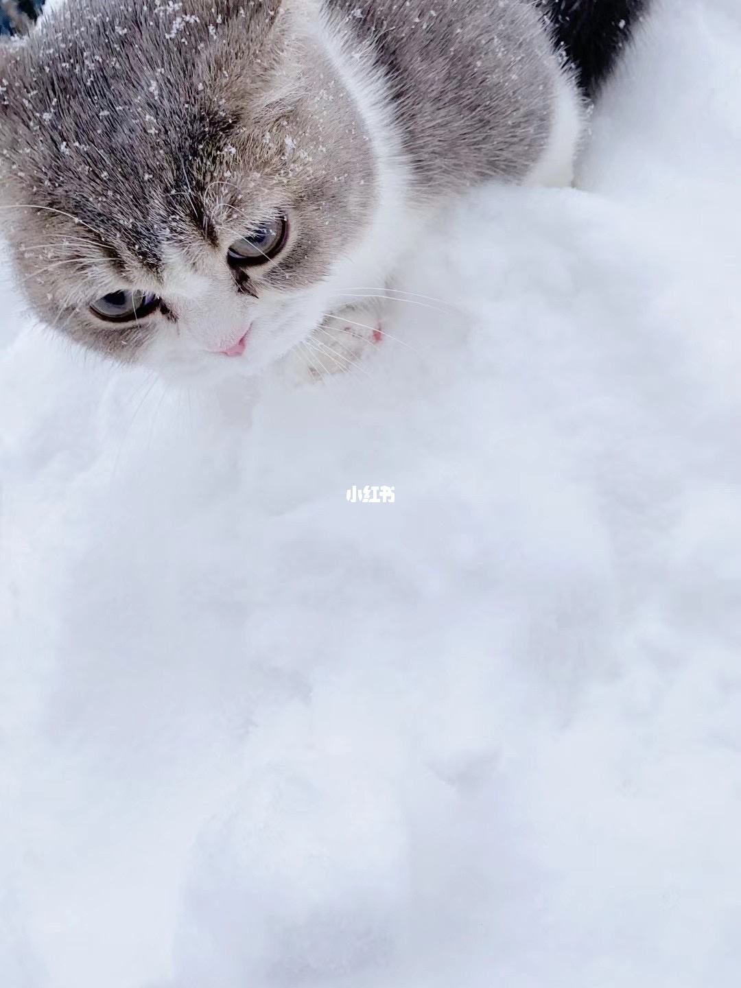 猫咪宅男苹果版大宅男完整版在线观看-第2张图片-亚星国际官网