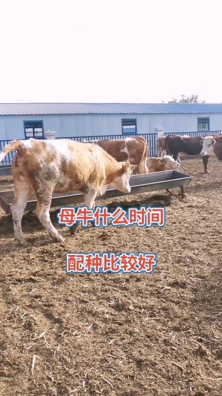 牛配种用哪个客户端好养牛软件官方版软件下载