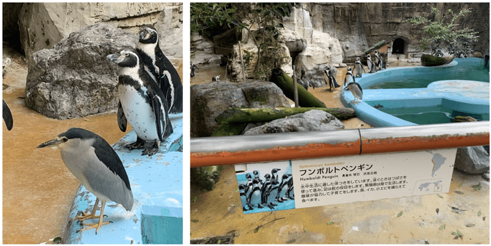 企鹅智投苹果版
:转发这只鸟，它会帮你叼来一整年的锦鲤