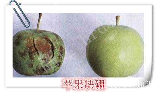 苹果缩果病最新图片新闻葡萄缩果病的发生原因及防治