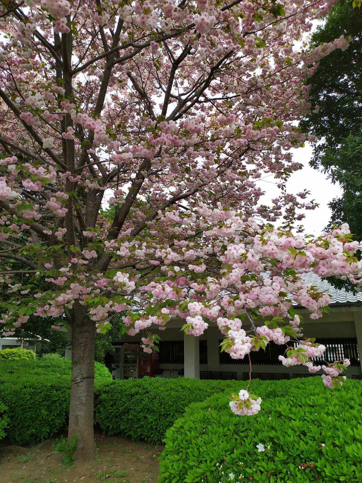 音花树苹果版苹果抖币1比1充值网址