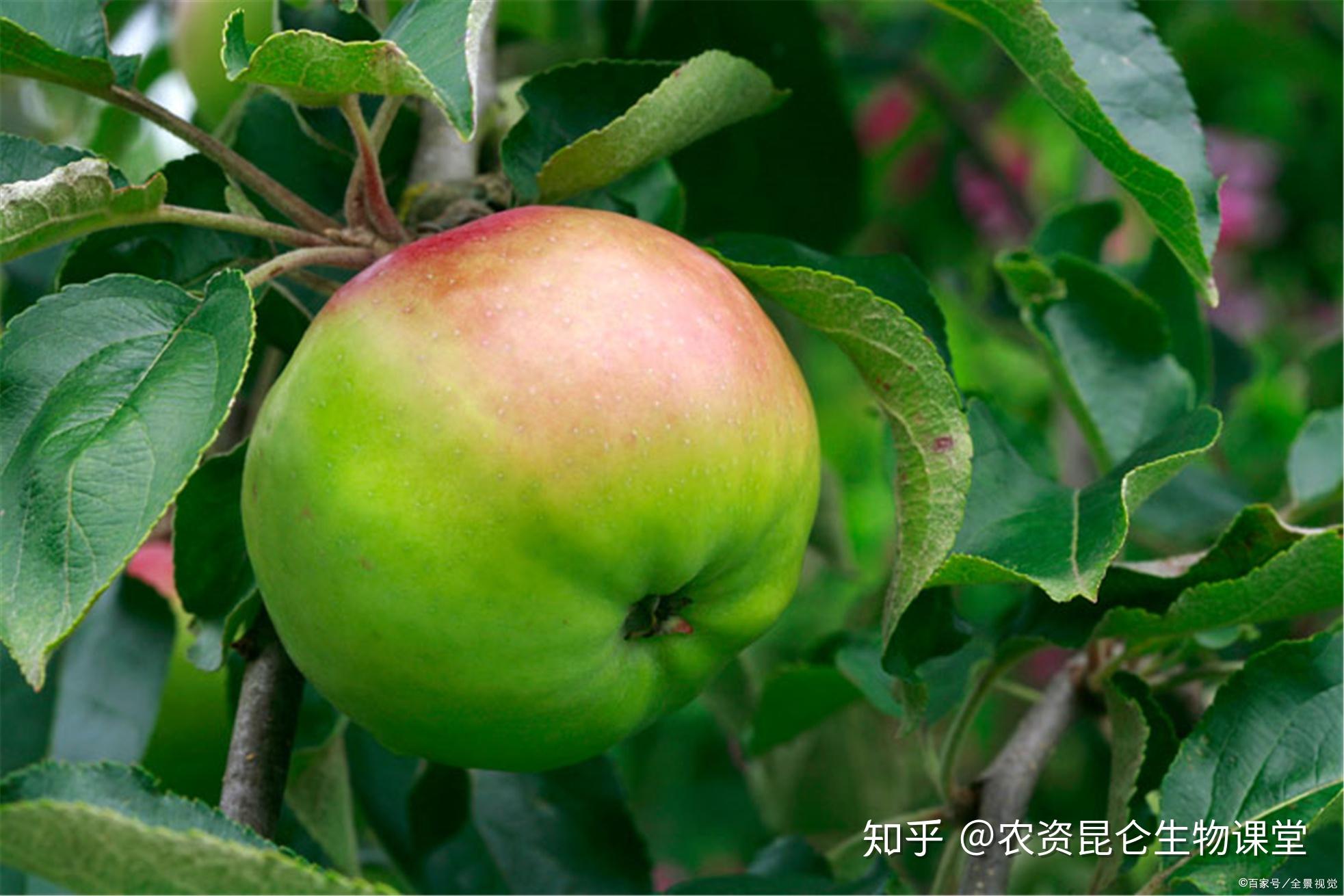 包含郑州生产苹果好吗知乎新闻的词条
