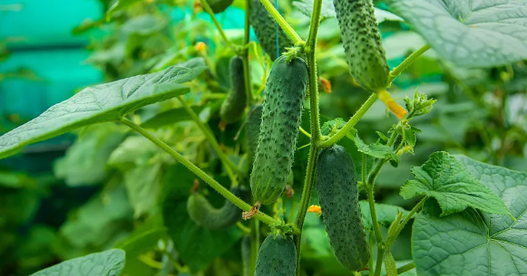 黄瓜最新苹果版91轻量版最新版苹果手机