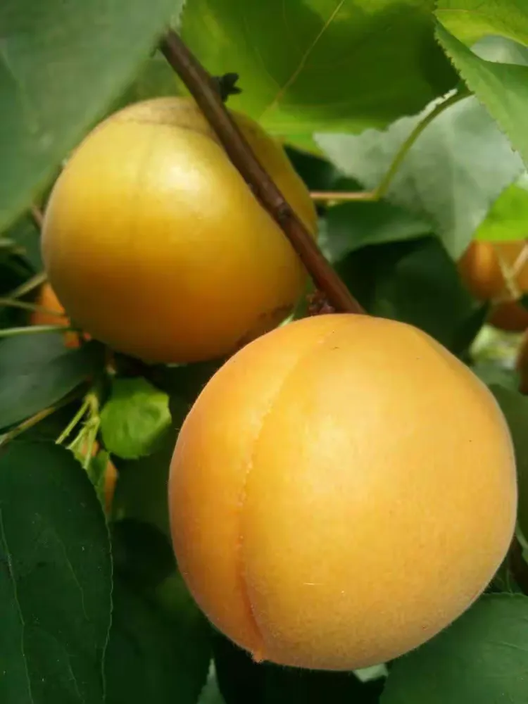 金太阳手机官方版(金太阳手机软件下载)-第5张图片-QuickQ官网