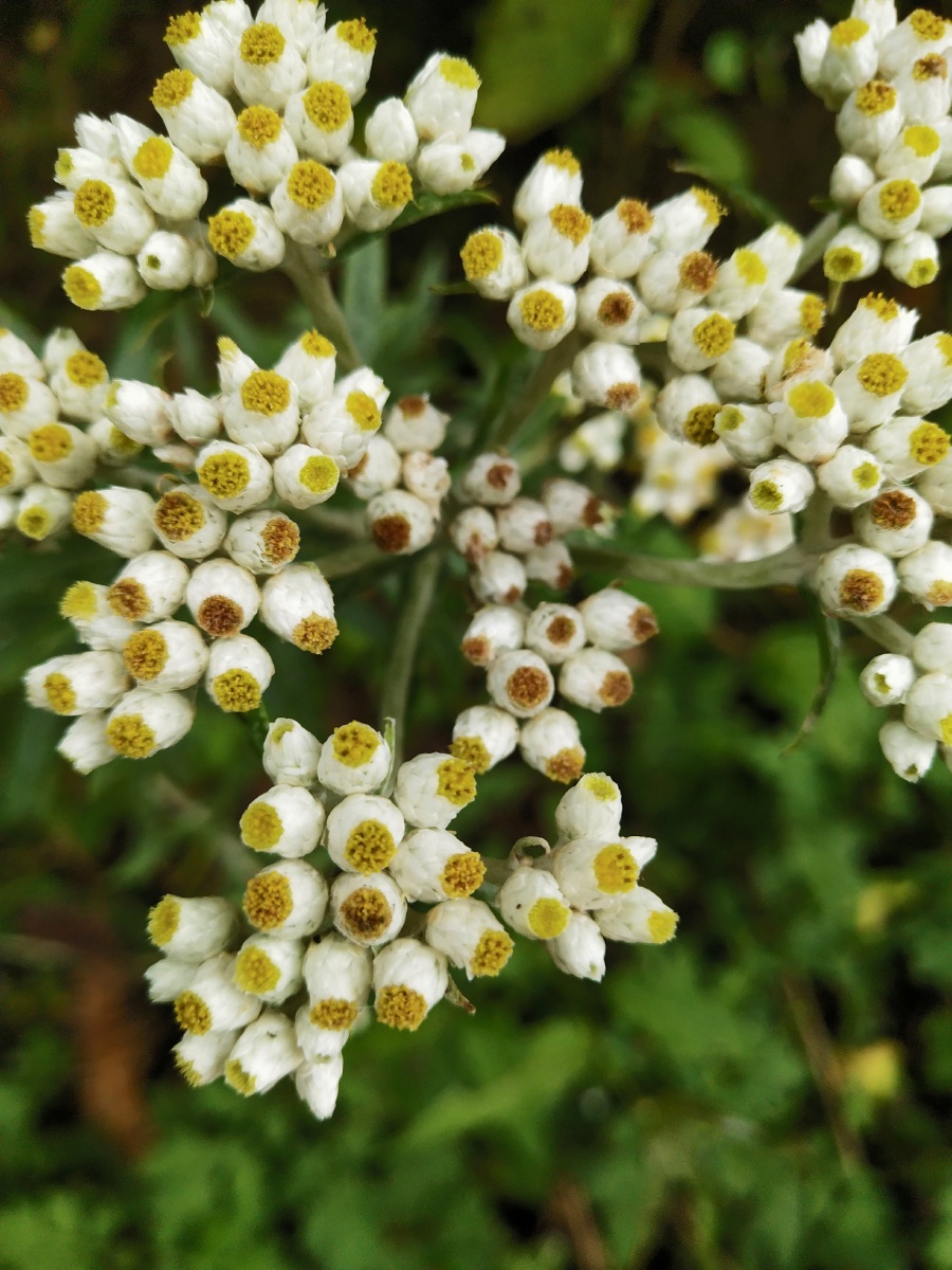 手机版久草在线播放的简单介绍